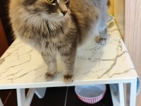 TAM BİR PRENSES KEDİDİR