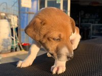 Çok güzel maskeli jack russell 1 dişi ve 1 erkek
