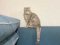 Kedimi sahiplendirmek istiyorum
