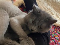 British longhair erkek yakışıklı oğlumuz