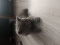 Sevimli british shorthair yavrular