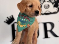 Her Ailenin Hayali Golden Retriever Bebekleri