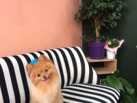 Tarçın’a yeni yuva arıyoruz pomeranian boo