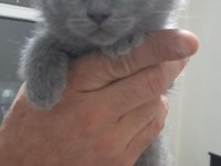 Sağlık ve Irk Garantili Scottish Fold Yavrularımız