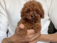Kore Toy Poodle Bebekler