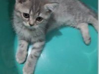 Minik dostumuz Duman'ın yeni ailesini arıyoruz!
