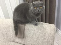Scottish Fold Kedisi
