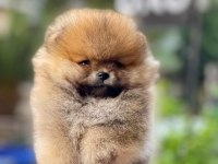 Yavru Köpeğimiz Pomeranian Boo