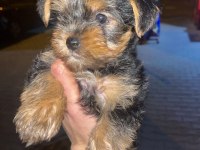 Yorkshire Terrier Köpeğimiz