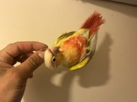 Muhteşem renk suncheek bebekler