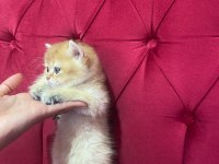 British golden erkek yavru anne babası şecereli