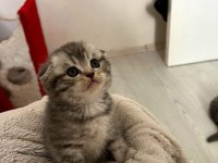 Scottish ve british yavru kedi