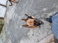 1 yaşında dişi alman kurdu chipli