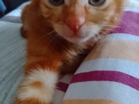 Acil sahiplendirme kediler