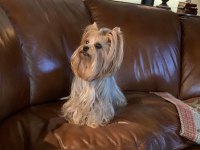 Teacup Yorkshire Terrier