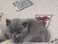 Oyuncu Uysal Yumak Kedimiz Yeni Yuvasını Arıyor