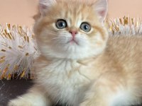 BRİTİSH SHORTHAİR YAVRULARI