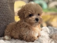 Minik Kore Maltipoo Yavrumuz
