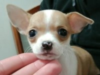 Chihuahua ŞİVAVA YAVRULARIMIZ HAZIR