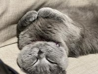 British shorthair dişi kedim