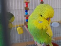 Şov Jumbo Yavrusu Muhabbet Kuşu