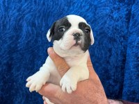 DİŞİ ERKEK FRANSIZ BULLDOG BEBEKLER