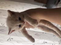 İki tane siyam kedisi erkek yavrularımız