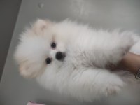 Pomeranian 4 Aylık Yavru