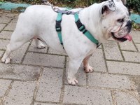 EGZOTİK İNGİLİZ BULLDOG DİŞİ