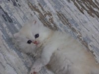 Anne safkan iran kedisi baba chinchilla