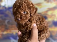 Orjinal micro ayarında red brown poodle
