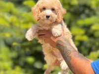 Maltipoo köpeği bebeklerimiz