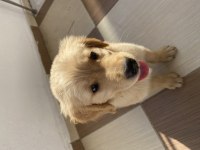 Bebek yüz golden retriever dişi