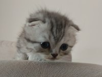 Harika show scottish fold yavrular