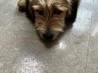 Köpeğimiz sıcak yuvasını arıyor