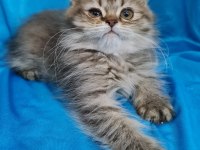 Scottish fold yavrular sahibinden