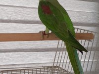 BİLEZİKLİ YAVRU 2025 DOGUMLU ERKEK ALEXANDER