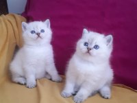 BİRBİRİNDEN GÜZEL YAVRU KEDİLER