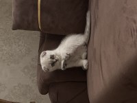 2 aylık dişi Scottish fold yeni yuvasını arıyor