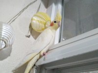 Sultan papağanı 3 aylık erkek
