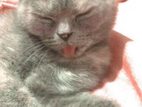 Scottish fold dişi kedimiz