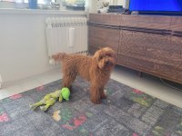 Poodle oğlumuz dobby