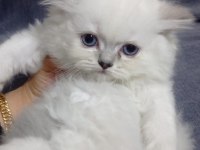 British Dişi British Longhair
