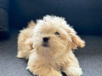 Poodle dan farksız maltipoo