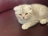 2 aylık yavru scottish fold kedim