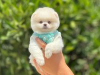 POMERANİAN BOO BEBEKLER IRK VE SAĞLIK GARANTİLİ