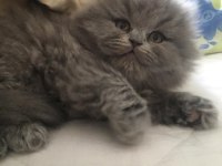 Dünya tatlısı british longhair yavrular