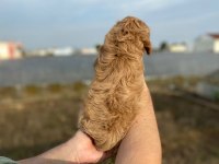 2 AYLIK ERKEK COCKAPOO