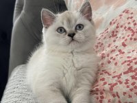 British shorthair yavru kedimiz