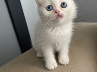 Safkan ırk sağlık garantili british longhair